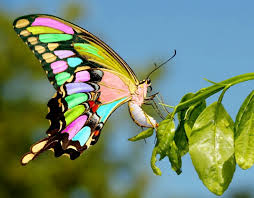 Бабочка талисман
