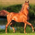 Огнегривый конь